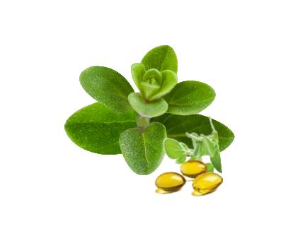 Origan (30 capsules)